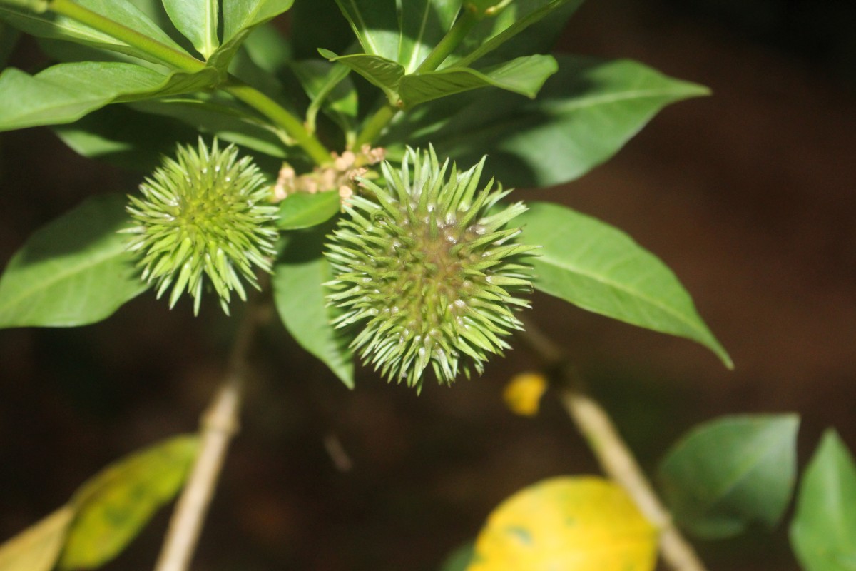 Allamanda schottii Pohl